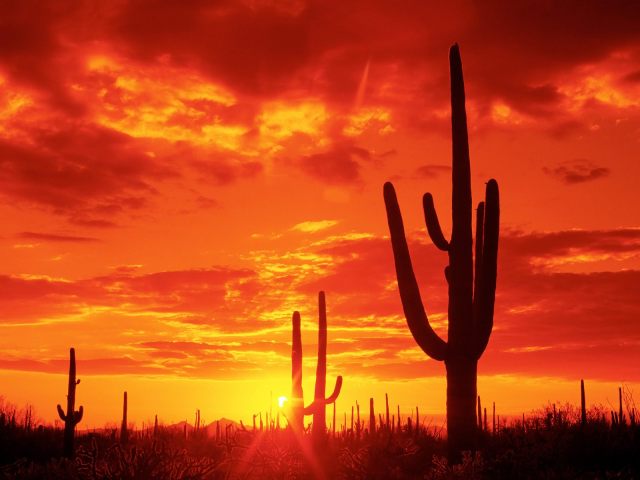 Burning-Sunset-Saguaro-National-Park-Arizona
